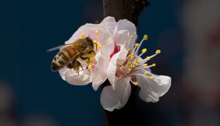 Protecting Pollinators  [2024]