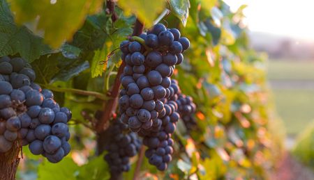 Grape Powdery Mildew Control in California Vineyards [2024]