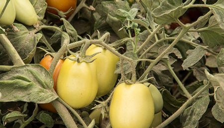 The ABCs of MRLs - Maximum Residue Levels (MRLs): Growing Issue for Ag Exports [2026]