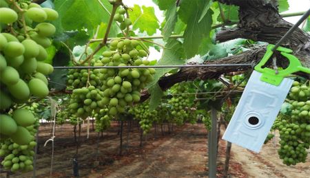 Vine Mealybug IPM in Vineyards [2026]