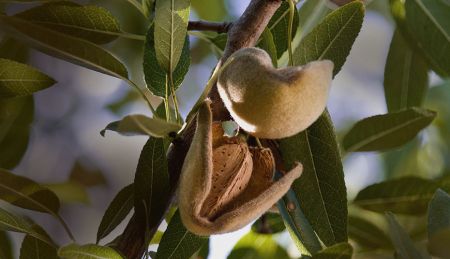 Mite Control and Integrated Pest Management: Tree Nut, Pome, Grape, and Strawberry Crops [2026]