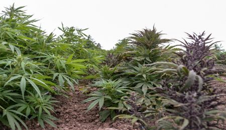 Hemp Agronomy/Cannabis Production and IPM  [2026]