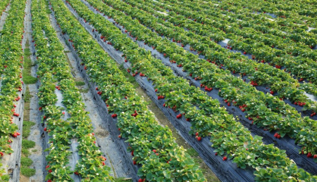 Iodine as a Plant Nutrient [2026]