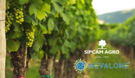 Effective Management of Botrytis in Grape Vineyards and Pesticide Safety Review