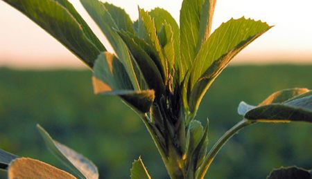 Weed Management in GM Alfalfa: Roundup Ready Alfalfa [2026]