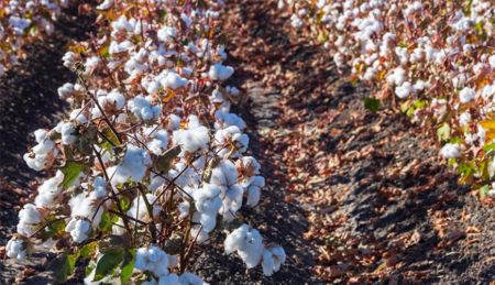 Weed Resistance and Pest Management in Cotton [2026]