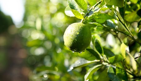 Disease and Pest Management in Citrus Orchards in California, Florida, and Texas [2026]