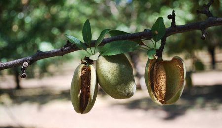 Disease Management for California Almond Production [2026]