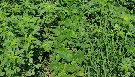 Weed Resistance Management in Agronomic Row Crops, Trees, Nuts, and  Vines [2026]