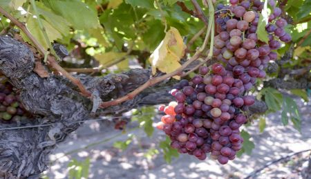 Effective Management of Botrytis in Grape Vineyards and Pesticide Safety Review [2026]